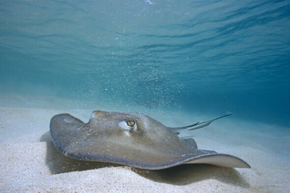 ray_large Alben - stingray - wunschradio.fm | Musikwunsch kostenlos im Radio