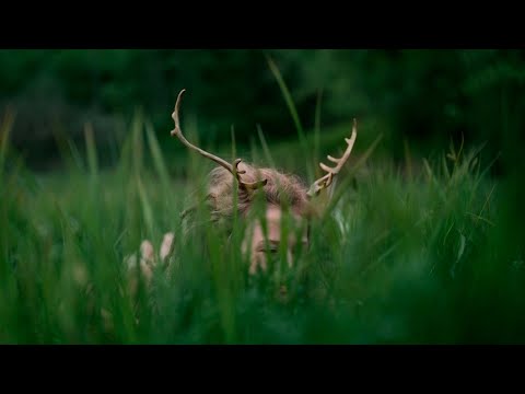 704b27084030f0e97ce3ce3e5953e9e5 Heilung - Anoana - (2022) - wunschradio.fm | Musikwunsch kostenlos im Radio